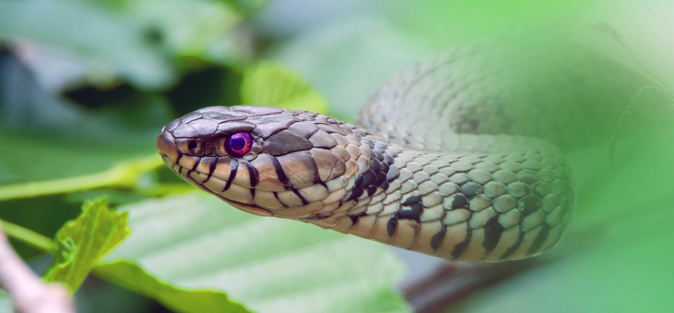सर्पदंशका कारण हरेक वर्ष ५० हजार मानिसको मृत्यु