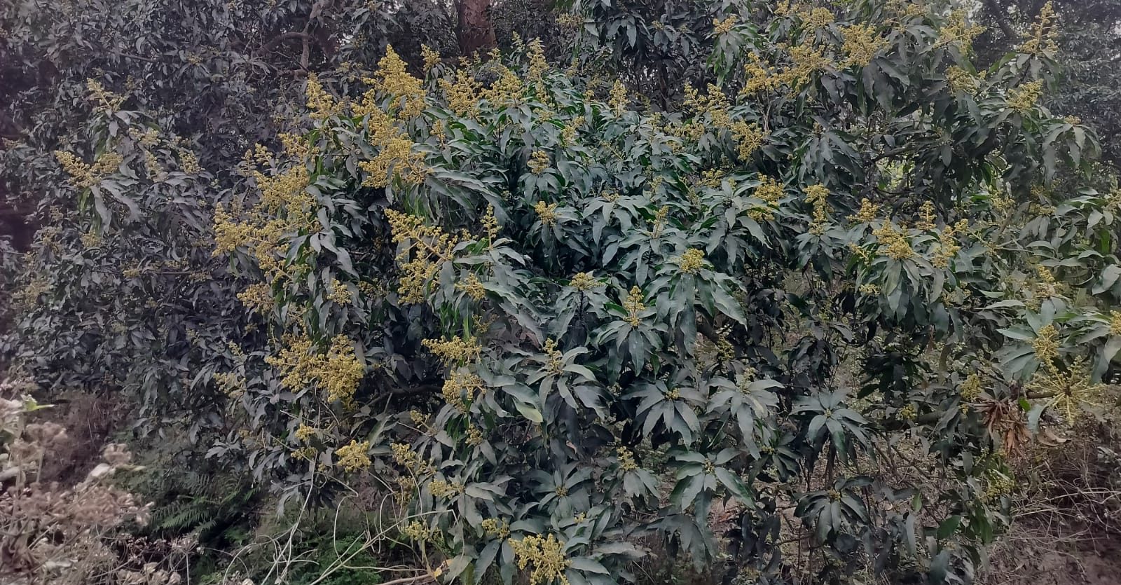 मधेसमा आँप उत्पादन बढ्ने अनुमान