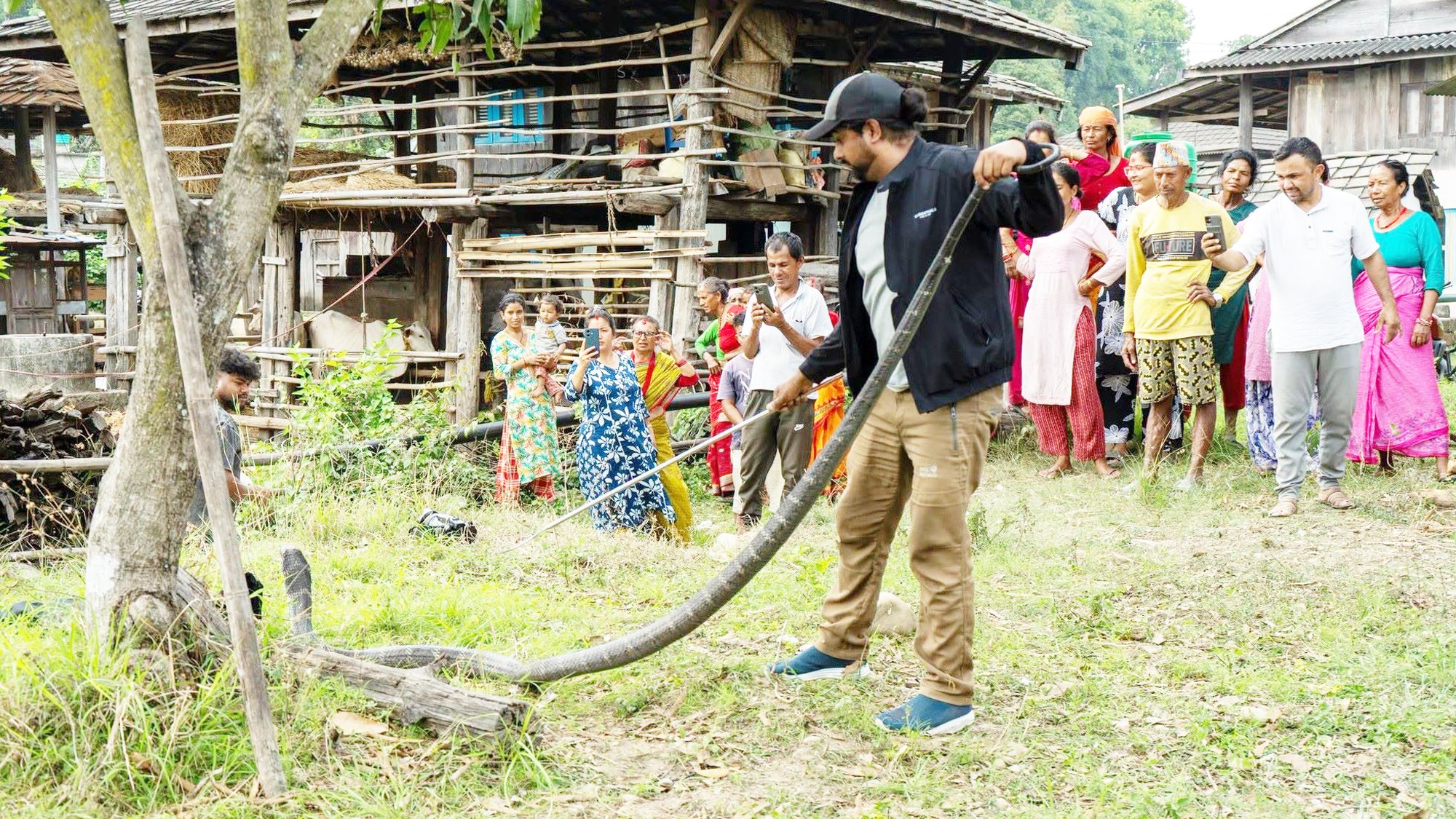 महोत्तरीमा दुर्लभ राजगोमन सर्पको उद्धार